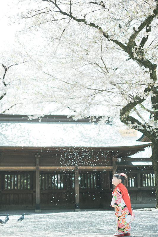 宇都宮二荒山神社、3歳七五三、りおんちゃん！桜吹雪