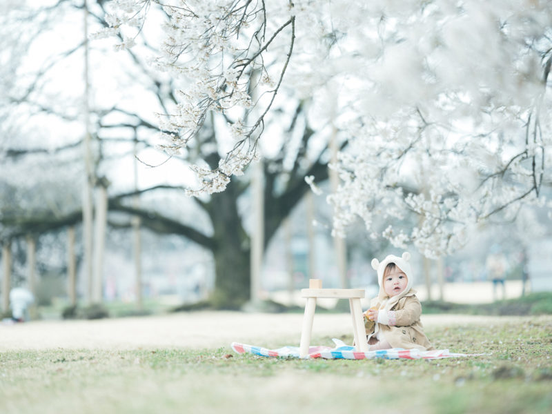 下野市出張ロケーション撮影、桜、はなのちゃん！桜の木の下で