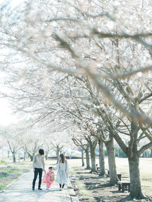 ろまんちっく村、桜ロケーション！3歳七五三、はなちゃん！家族写真