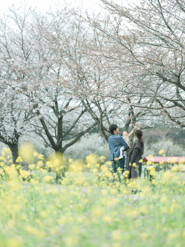 ろまんちっく村、桜ロケ、はなのちゃん！家族写真、菜の花