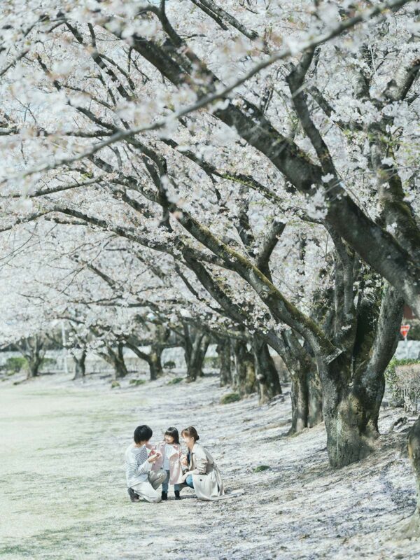 大松山運動公園、桜、ロケ撮影、はなのちゃん！家族写真